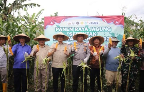 Dukung Swasembada Pangan, Polres Sukabumi Selenggarakan Panen Raya Jagung Kwartal I