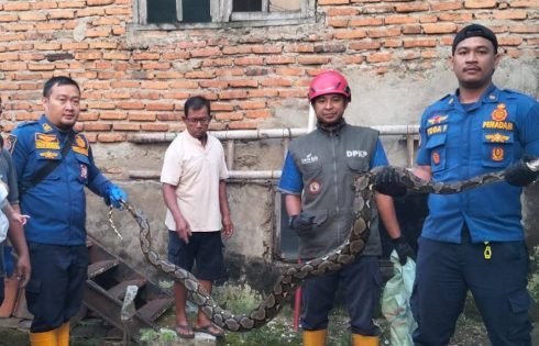 Damkar Sukabumi Sigap Evakuasi Ular Sanca di Kandang Ayam Warga Palabuhanratu