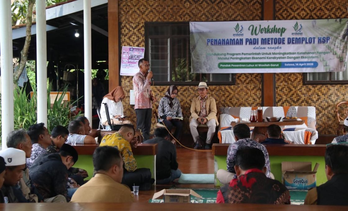 Tanam Padi metode Demplot KSP Jadi Upaya Peningkatan Produktivitas Petani di Garut