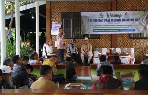 Tanam Padi metode Demplot KSP Jadi Upaya Peningkatan Produktivitas Petani di Garut