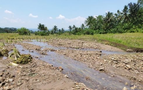 Dampak Sungai Cigawir Jebol, Dua Hektar Pesawahan Blok Haur Rancabogo Tertimbun Material Longsor
