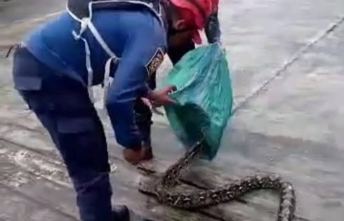 Damkar Kabupaten Sukabumi Evakuasi Ular Sanca di Cibadak