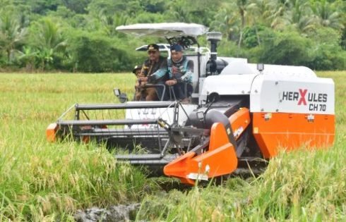 Ciemas Jadi Lumbung Pangan Sukabumi, Produktivitas Padi Lampaui Rata – Rata
