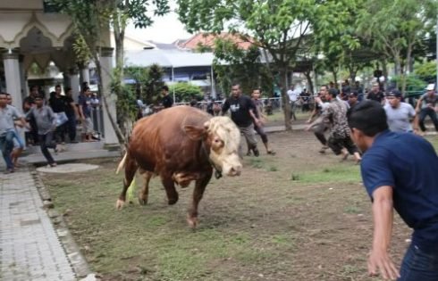 Sapi Ngamuk Saat Digiring Ke Tempat Penyembelihan, 2 Orang Warga Alami Luka Ringan