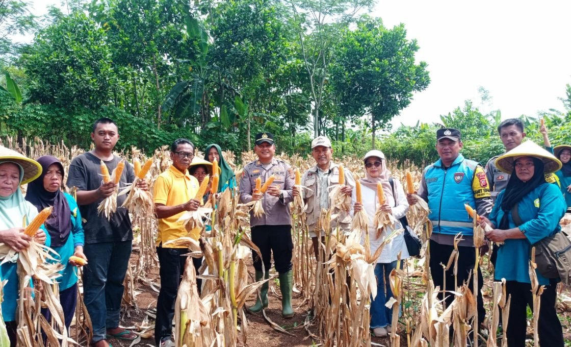KWT Madasari Gelar Panen Raya Jagung, Wujud Dukungan Terhadap Program Ketahanan Pangan