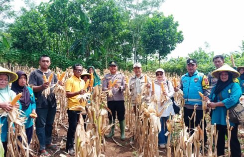 KWT Madasari Gelar Panen Raya Jagung, Wujud Dukungan Terhadap Program Ketahanan Pangan