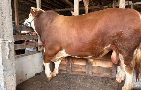 Sapi Berukuran Jumbo Dipilih Jadi Hewan Kurban Presiden Untuk Warga KBB