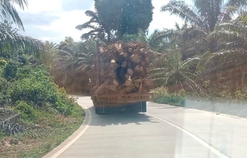 Truk Kayu Ilegal Diduga Milik PT TRH Bebas Beroperasi Tanpa Plat Nomor, Muatan Raksasa Hancurkan Jalan dan Resahkan Warga