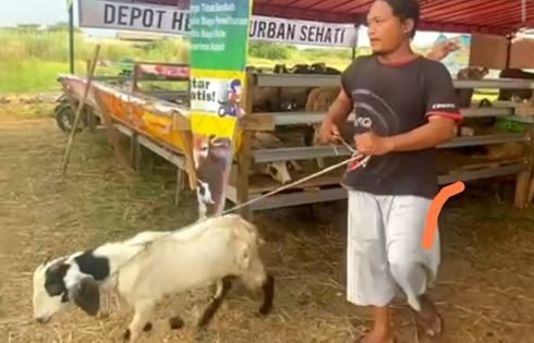 Yayasan MPS dan Depot Sehati Cikarang Buka Program Qurban Untuk Yatim dan Dhuafa