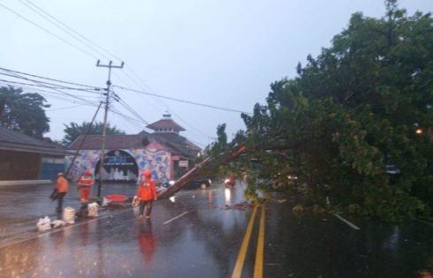 Cuaca Ekstrim Landa Ciamis, Pohon Tumbang Timpa Seorang Pengendara Motor
