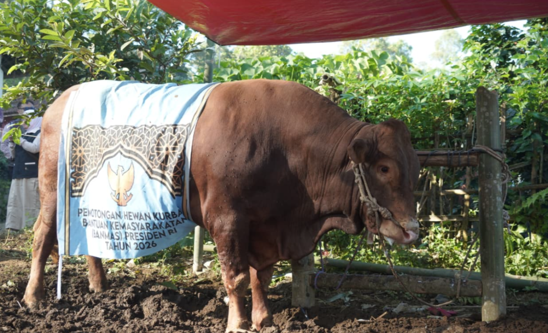 Bupati Garut Serahkan Sapi Bantuan Presiden Bagi Warga Cigedug
