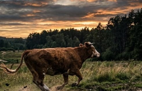 Sapi Kurban Kabur Saat Diturunkan Dari Truk Pengangkut