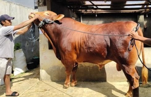 Sapi Kurban Presiden Prabowo dari Sukabumi Tembus 1,1 Ton, Dirawat Khusus dan Bebas PMK