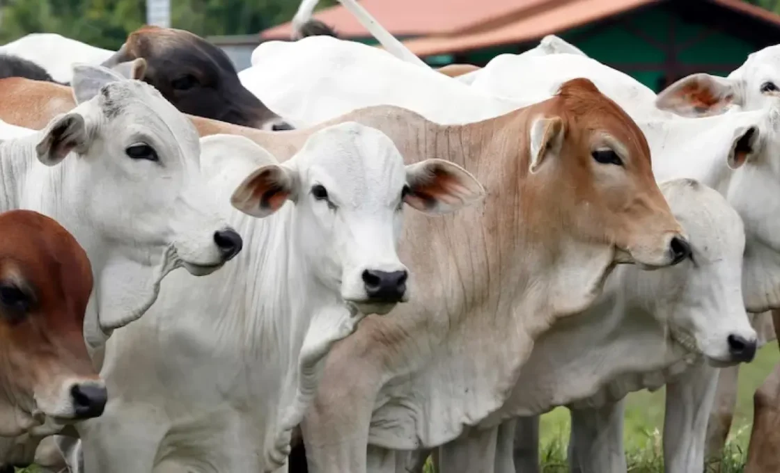 Stok Hewan Kurban Jawa Barat Untuk Idul Adha 1447 H, Dipastikan Mencukupi