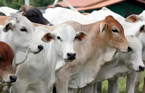 Stok Hewan Kurban Jawa Barat Untuk Idul Adha 1447 H, Dipastikan Mencukupi