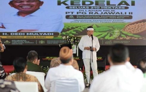 KDM Dorong Swasembada Kedelai, Penanaman 210 Hektare di Indramayu Jadi Langkah Strategis Kurangi Ketergantungan Impor