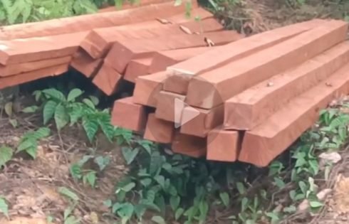 Pembalakan Liar Kayu Ulin di Konsesi PT Inhutani I Sambarata Berau Diduga Terorganisir, Oknum Pengelola dan Jaringan Pelindung Disorot