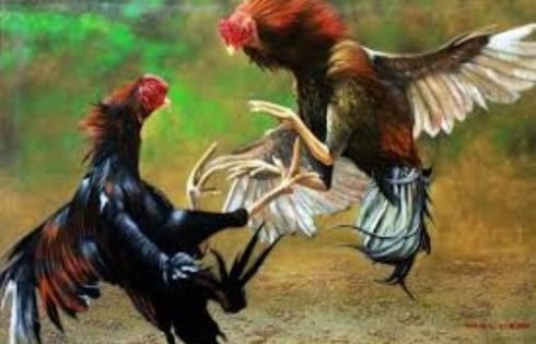 Tersembunyi di Kebun Bambu, Arena Judi Sabung Ayam di Garut Digerebek Polisi