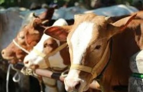 Perumda AM TJM Salurkan 500 Paket Daging Kurban untuk Pelanggan dan Masyarakat