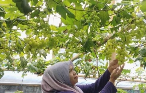 Kebun Anggur Jadi Magnet Baru, Tirta Sumberjaya Tetap Diburu Wisatawan Saat Libur Lebaran