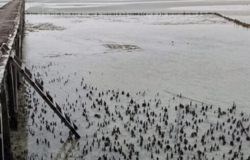 Dana Desa Rp. 60 Juta Dipertanyakan, Warga Desak Audit Proyek Tambak di Kampung Pantai Harapan