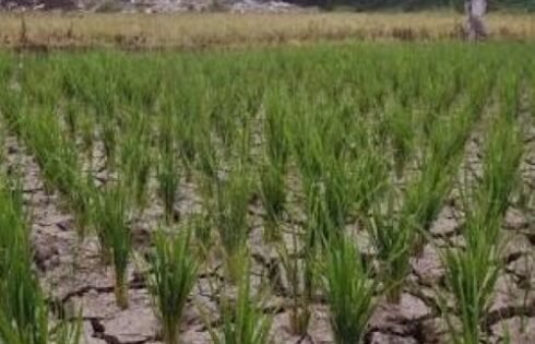 Pemkab Bandung Tetapkan Siaga Darurat Kekeringan dan Karhutla Hadapi Kemarau 2026