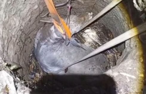 Sapi Terperosok ke Sumur di Sagaranten Berhasil Dievakuasi Damkar Sukabumi