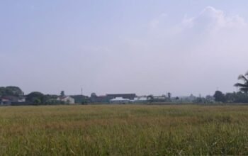 960 Hektare Sawah di Cianjur Terancam Kekeringan, Pompanisasi Dimaksimalkan