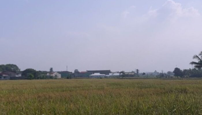 960 Hektare Sawah di Cianjur Terancam Kekeringan, Pompanisasi Dimaksimalkan