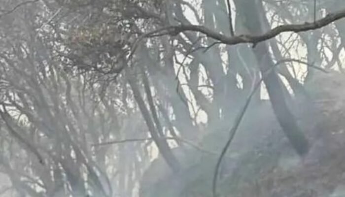 Kebakaran Gunung Gede Masuk Hari Kedua, 150 Petugas Dikerahkan ke Kawah Wadon