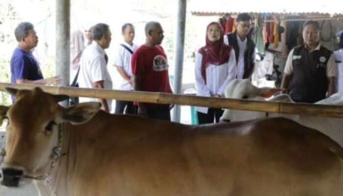 Pemprov Jabar Salurkan 24 Bibit Sapi Potong ke Tiga Kelompok Peternak