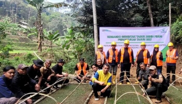 Perhutani KPH Bandung Utara Tebar Benih Pinus, Siapkan 6.000 Bibit untuk Penanaman
