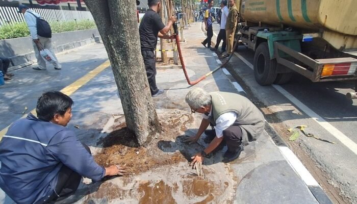 Tebang 10 Pohon Demi Videotron, Pengusaha Didenda Rp. 100 Juta dan Wajib Tanam Pengganti