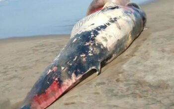Paus Terdampar di Pantai Agrabinta Cianjur, Tubuhnya Dipotong Warga