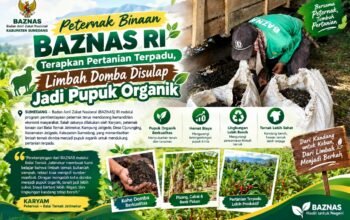 Peternak Binaan BAZNAS RI Terapkan Pertanian Terpadu, Limbah Domba Disulap Jadi Pupuk Organik