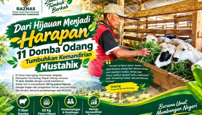 Dari Hijauan Menjadi Harapan, 11 Domba Odang Tumbuhkan Kemandirian Mustahik