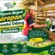 Dari Hijauan Menjadi Harapan, 11 Domba Odang Tumbuhkan Kemandirian Mustahik