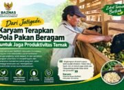Karyam Rawat 10 Ternak Dengan Pakan Tambahan Singkong Cacah