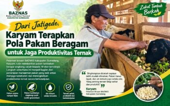 Karyam Rawat 10 Ternak Dengan Pakan Tambahan Singkong Cacah