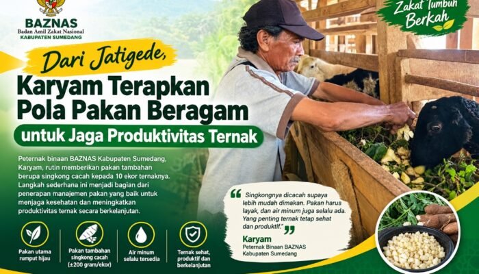 Karyam Rawat 10 Ternak Dengan Pakan Tambahan Singkong Cacah
