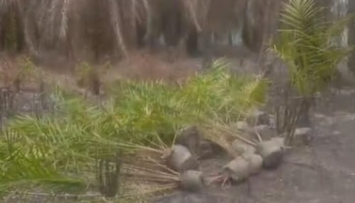 Usai Kebun Sawit Diduga Milik Mantan Sekda OI Terbakar, Bibit Sawit Baru Muncul di Lokasi