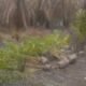 Usai Kebun Sawit Diduga Milik Mantan Sekda OI Terbakar, Bibit Sawit Baru Muncul di Lokasi