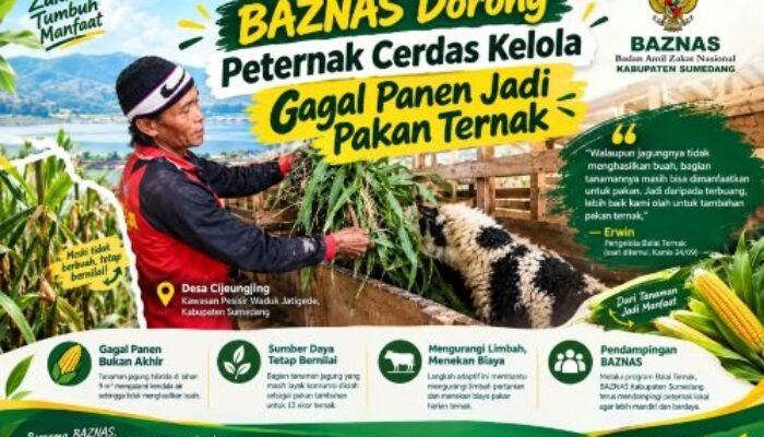 Jagung Tak Berbuah, Erwin Tak Menyerah : Batangnya Jadi Pakan 12 Ternak