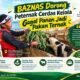 Jagung Tak Berbuah, Erwin Tak Menyerah : Batangnya Jadi Pakan 12 Ternak