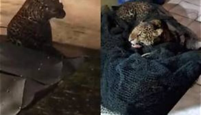 Macan Tutul Jawa Asal Pacet Mulai Pulih, Disiapkan untuk Kembali ke Alam Liar