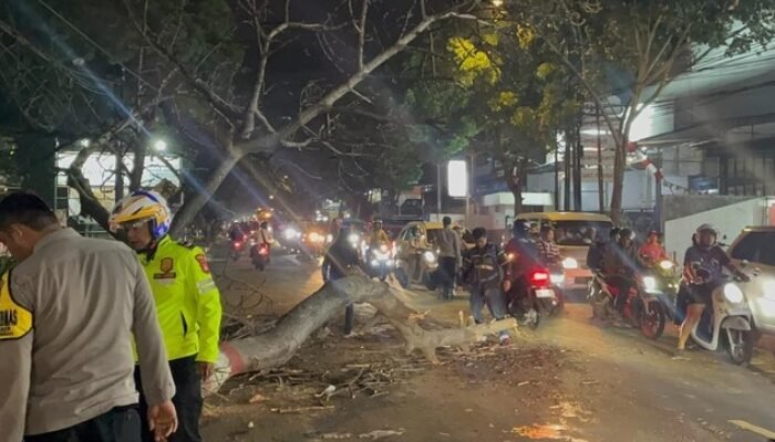 Pohon Tumbang Timpa Pengendara Motor di Cianjur, Tiga Orang Terluka