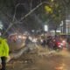 Pohon Tumbang Timpa Pengendara Motor di Cianjur, Tiga Orang Terluka