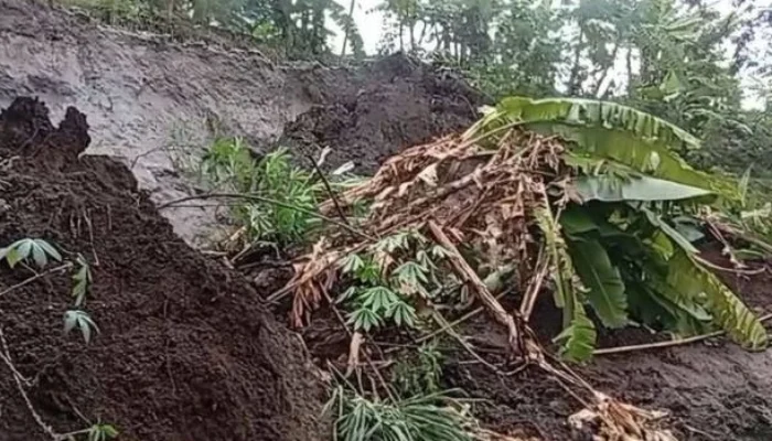 Longsor Terjang Dua Rumah di Bandung Barat, Kerugian Ditaksir Rp. 50 Juta