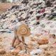 25.000 Mahasiswa Diterjunkan Tekan Sampah Bandung Raya, Target Kurangi 20 Persen