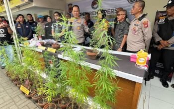Driver Online di Bandung Tanam 27 Pohon Ganja di Rooftop Rumah, Terancam Pidana